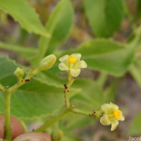 Jatropha glandulifera Roxb.